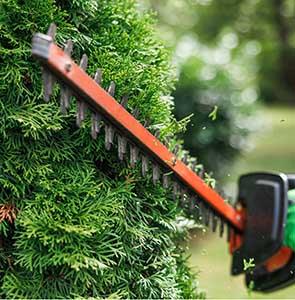 hedge trimming
