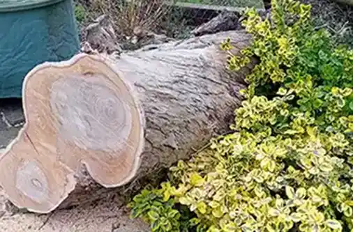 Somerset Garden and Maintenance