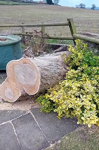 J and M Tree Surgeon Somerset