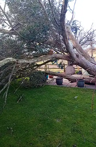 J and M Tree Surgeon Somerset